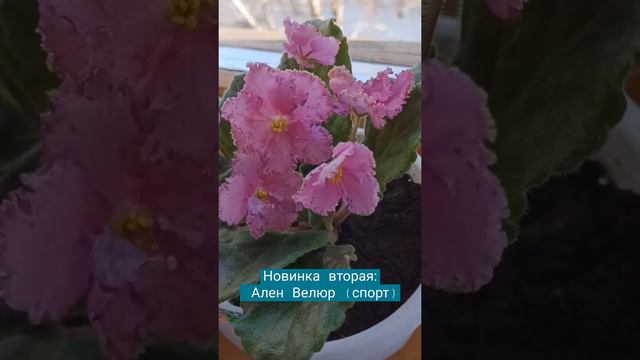 Новинка вторая: Ален Велюр (спорт) смотреть онлайн