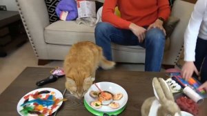 Смотрите День Рождения Кошечки Мурки   5 этажный дом и Кролик в подарок обзор