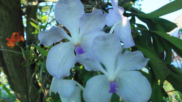 VANDA OF THE YEAR! My favorite! смотреть онлайн