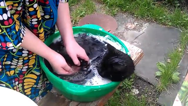 купание чёрного кота! смотреть онлайн