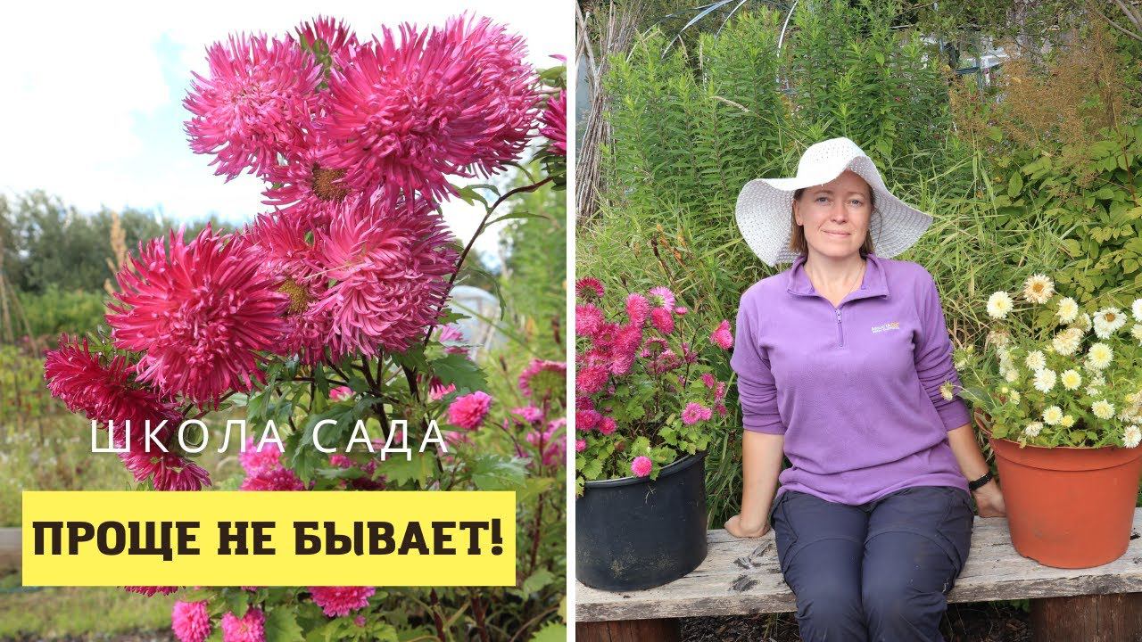 Проще нельзя! Астры в ведрах смотреть онлайн