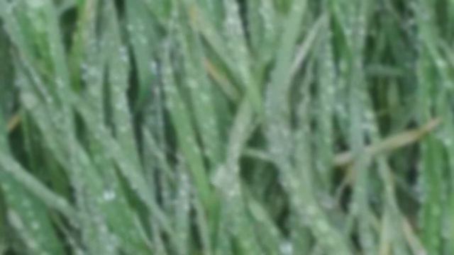 Спасибо💙, но надо поговорить🌿 (#мандаринлюбиттюленей) смотреть онлайн