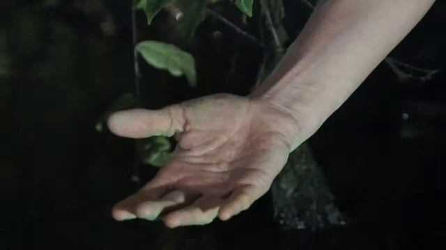 Flora Magica смотреть онлайн