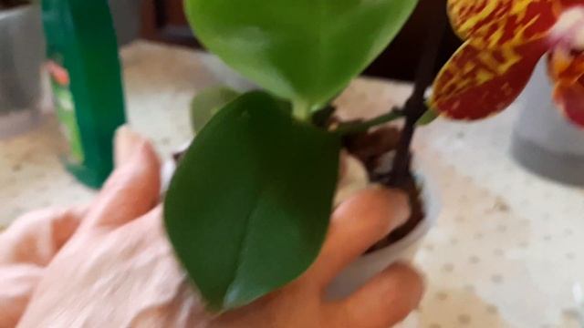 МОИ ОРХИДЕИ - АЛКОГОЛИЧКИ | УХОД ЗА ОРХИДЕЯМИ смотреть онлайн