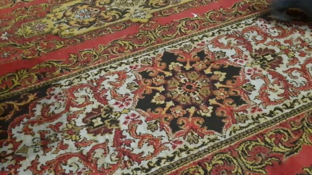 Симба на ковре! Тренировка кота-охотника! Юный хищник! смотреть онлайн