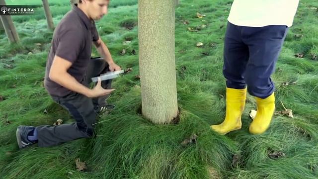 The world’s fastest-growing tree PAULOWNIA смотреть онлайн