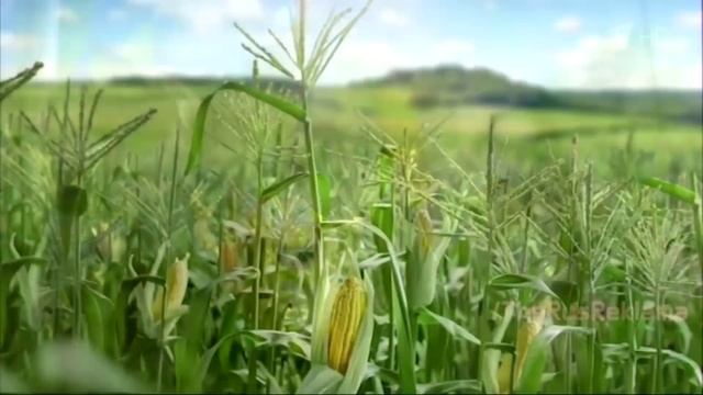 Кукурузина из Бондюэль смотреть онлайн