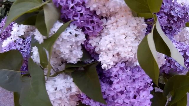 Белая и фиолетовая сирень в оранжевом ведре смотреть онлайн