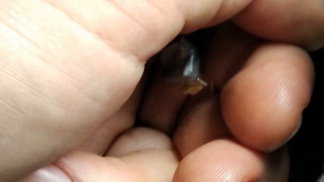 Эта неисправность долго мучила владельца Kia Spectra. смотреть онлайн