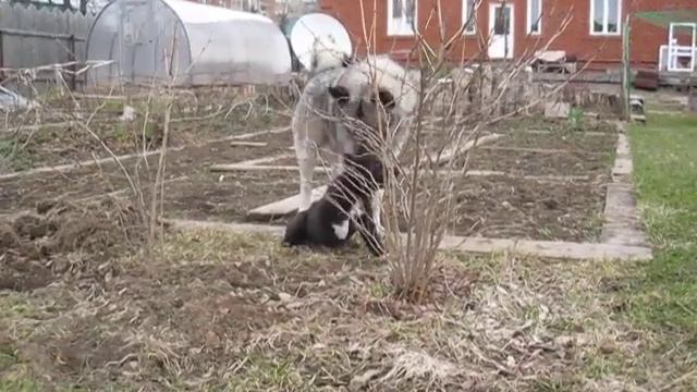 Лайки смотреть онлайн