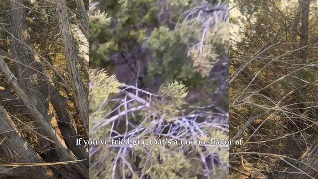 Juniper Gives Food, Fire, Shelter, Medicine, & Bows: uses, diversity, & ecology of cedars in Texas. смотреть онлайн