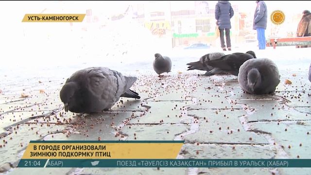 В Усть-Каменогорске организовали зимнюю подкормку птиц смотреть онлайн