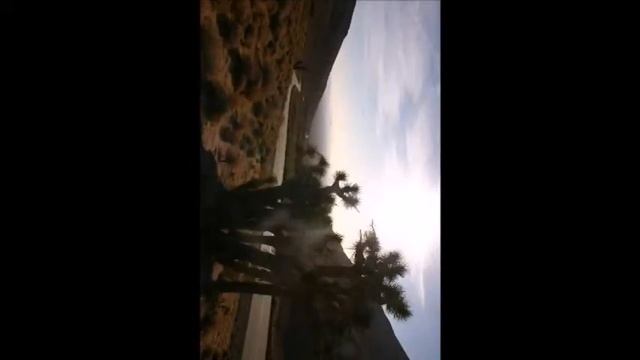 © Юкки в предгорьях Сиерра Невада, США // Sierra Nevada, США смотреть онлайн