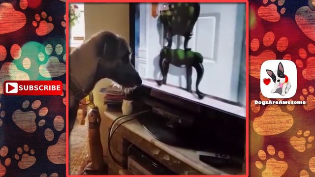 Irish Wolfhound Funny Moments #103