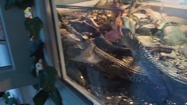 ВЛОГ. Кормим крокодилов. Гуляем по крокодиловой ферме! смотреть онлайн