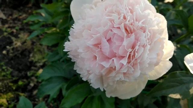 Пион Klehm's Pink Unknown.