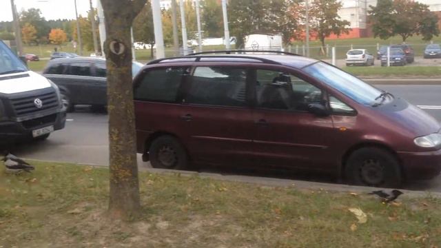 Ворона Гоша. прячет еду, а вороны подбирают! смотреть онлайн