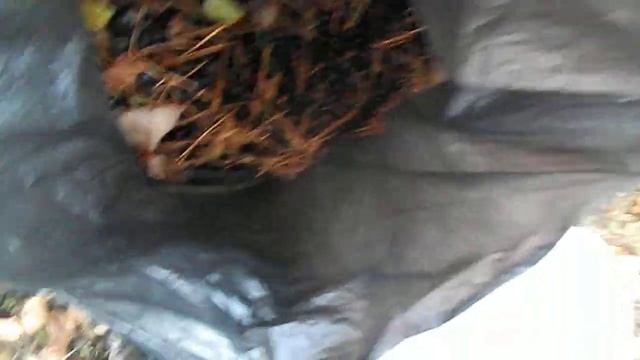 Как очистить ягоды от листьев, иголок и другого мусора смотреть онлайн
