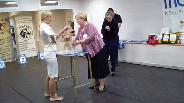 Сравнение на лучшего гш щенка Класс промежуток кобель FUJIYAMA S LIPETSKIH OZER смотреть онлайн