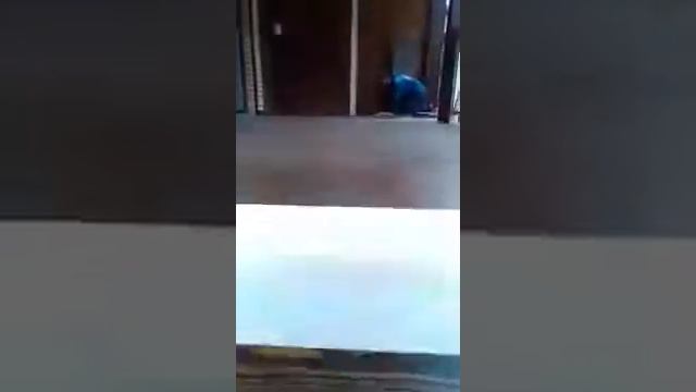 Паркет из лиственницы смотреть онлайн