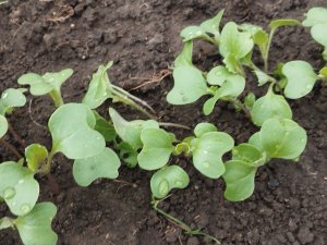 Первая подкормка рассады ранней капусты.