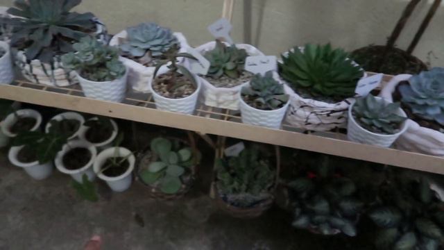 OPERATION LINIS AFTER THE RAIN! || How I Clean My Articial Grass Carpet? смотреть онлайн