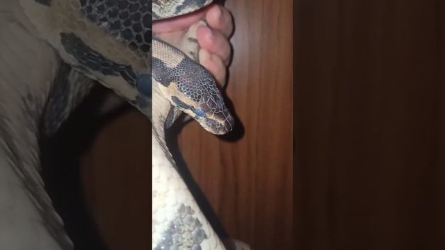 Норман тоже участвует в змеином челлендже! смотреть онлайн