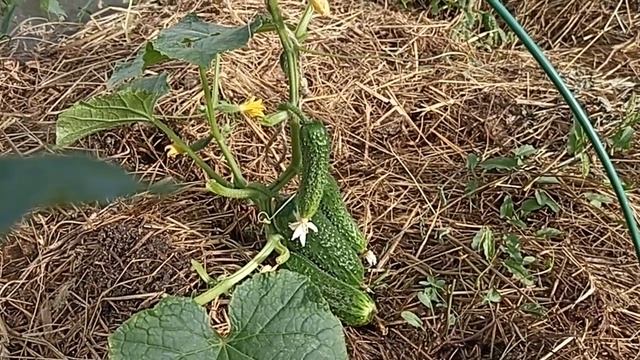 ПЕРВЫЙ УРОЖАЙ ОГУРЦОВ 2023 Г // ОБРЯД НА ОГУРЕЦ И УРОЖАЙ ВАЦАП ДЛЯ ЗАКАЗА 8-915-245-81-59 ПИСЬМЕНН смотреть онлайн