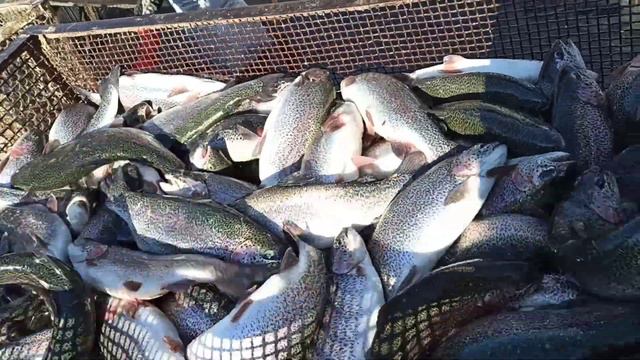 Вот так должны выглядеть качественные рыбы. смотреть онлайн