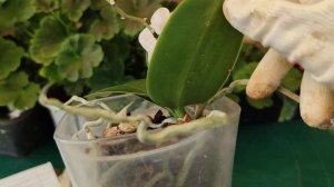 Щитовка на орхидеях. Что делать?