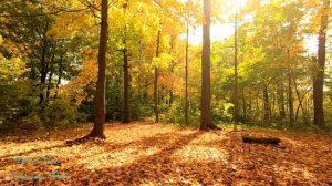Прекрасная расслабляющая мелодия леса!    The beautiful relaxing melody of the forest!