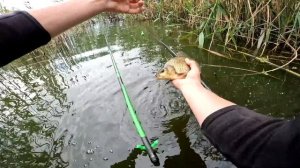 Лучшая Снасть Для Рыбалки В Камыше. Ловит Любую Рыбу! Теперь ловлю только так. Попробуйте!