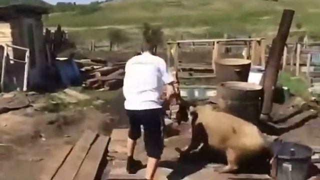 Охота на кабана в домашних условиях без оружия смотреть онлайн