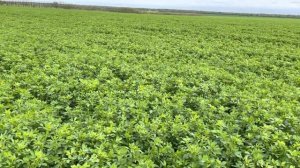 Кормовые травы для нашего КРС. 03.05.2022