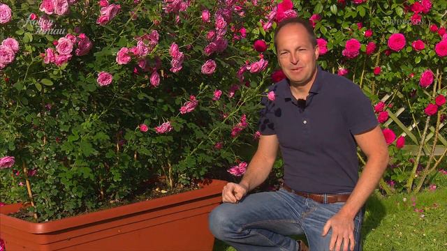 Gartenrosen - Rosen Tantau смотреть онлайн