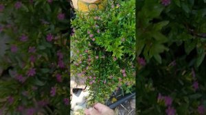 склерохитон свинчатка плюмбаго и другие комнатные растения