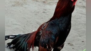 Азиль бойцовская порода кур индийского происхождения герои петушиных боев