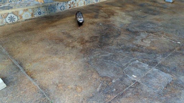 Tiny Pig, Munchkin Kitty, Tiny G.O.A.T, and Slinky Ferrets in Harmony смотреть онлайн