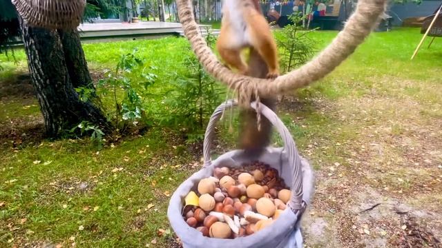 Мои белки. Кедровые орехи