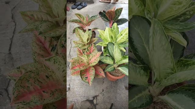[LIVE] Aglaonema Lokal Murah Meriah смотреть онлайн