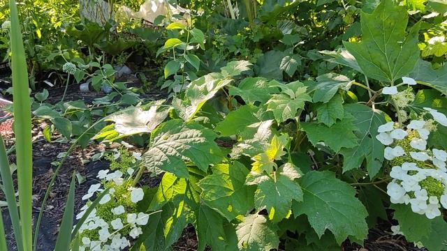 Гортензия дуболистая Snow Queen, Снов Квин смотреть онлайн