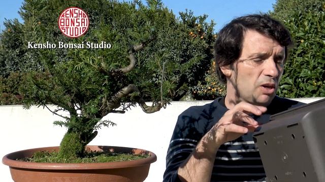 Desafio - Projeto Teixo "Taxus Baccata" смотреть онлайн