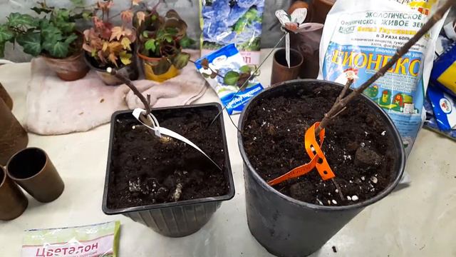 высаживаю гортензии зимой в горшки смотреть онлайн