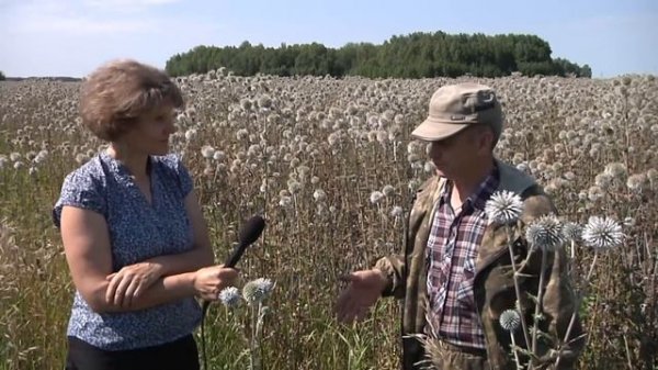 Агротехника медоносов. Мордовник.