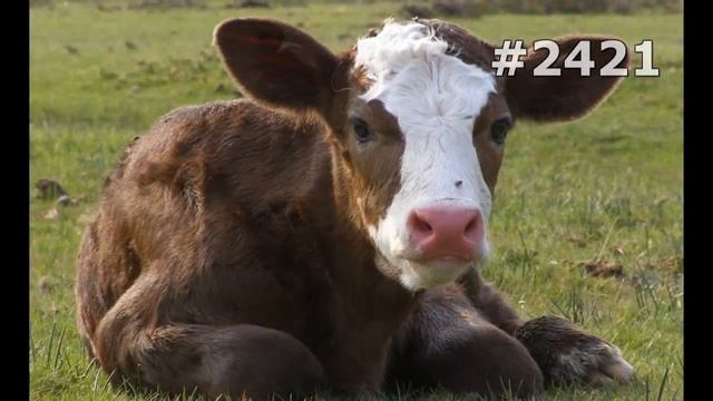 #2421. Коровы и буйволы (В мире животных) смотреть онлайн