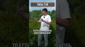 Какую Тую купить себе на участок?