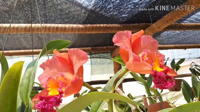 ORQUÍDEAS QUE ESTÃO FLORINDO HOJE💖segunda-feira. Pra começar a semana com o astral lá em cima🙏🙏 смотреть онлайн