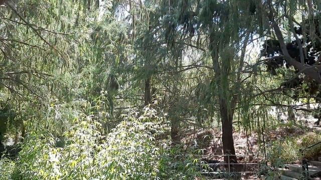 ?Поездка в Ботанический сад Иерусалима| Покупки ? шампунь и серум для волос La BEAUTE смотреть онлайн