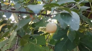 Обзор сорта сливы ЖЕНЕВА МИРАБЕЛЬ. ОБЗОР фруктов летнего сезона. Французские Сорта сливы