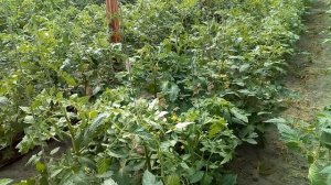 Тест препаратов Изабион и Козырь на томатах.